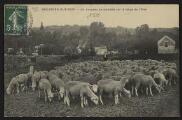 2 vues  - « Bruyères-sur-Oise. Un troupeau de moutons sur la berge de l\'Oise ». (ouvre la visionneuse)